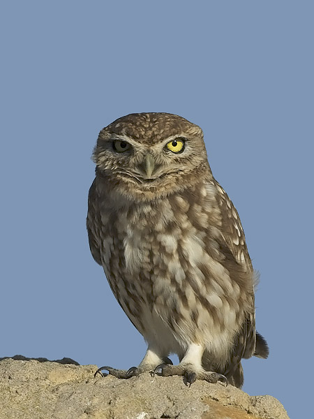Minervanpöllö, Little Owl, Athene noctua
